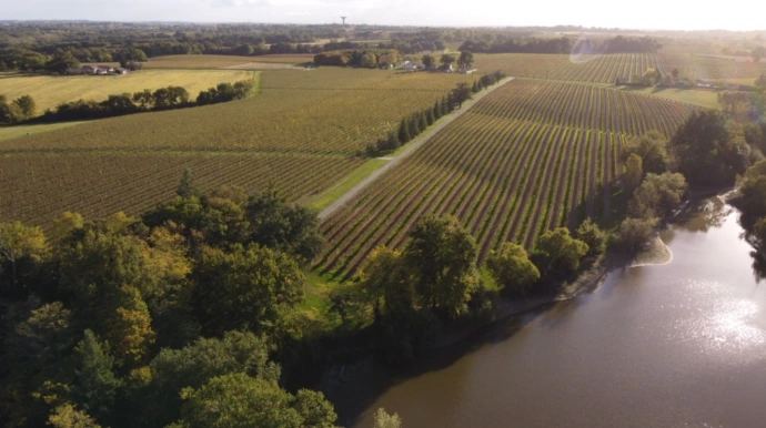 Le vignoble du Château de Millet