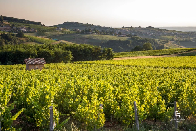 Vignes du Beaujolais