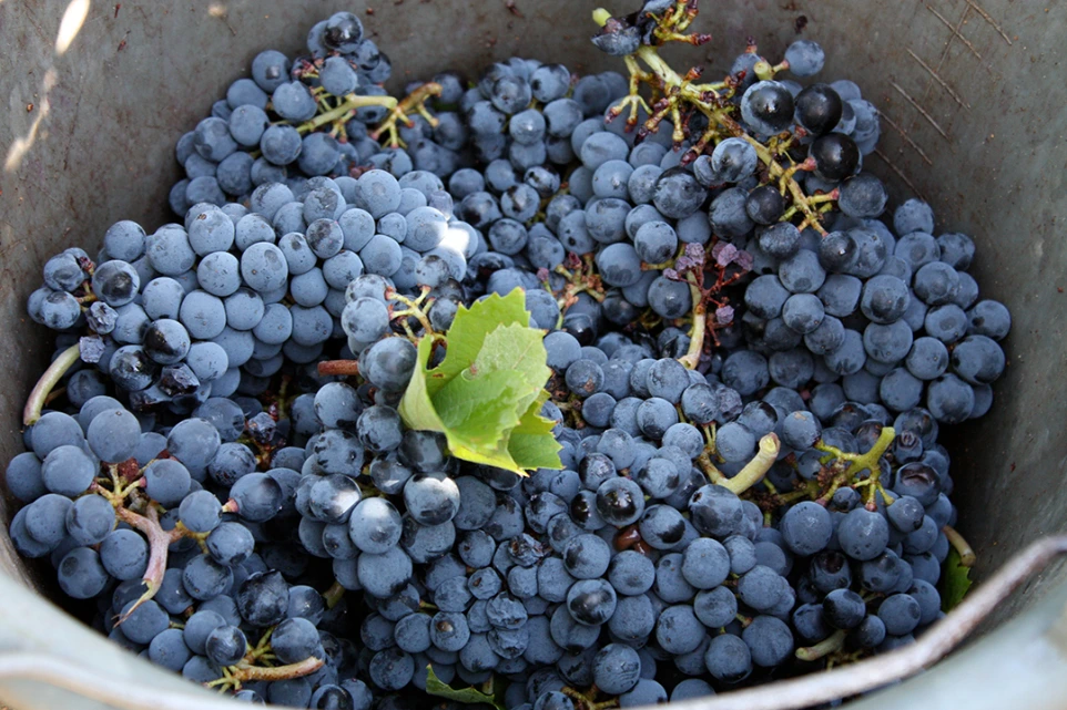 Gamay, cépage emblématique du Beaujolais
