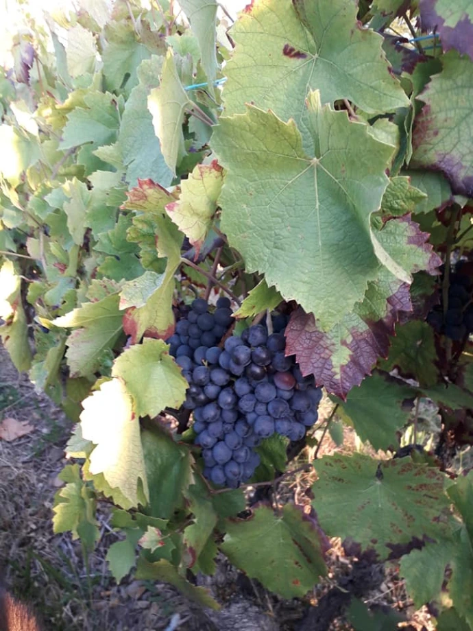 Grappe de Gamay