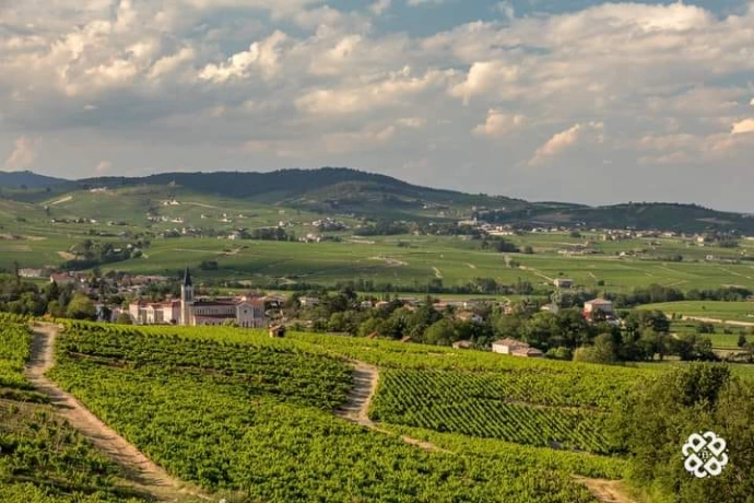 Vignes du Domaine