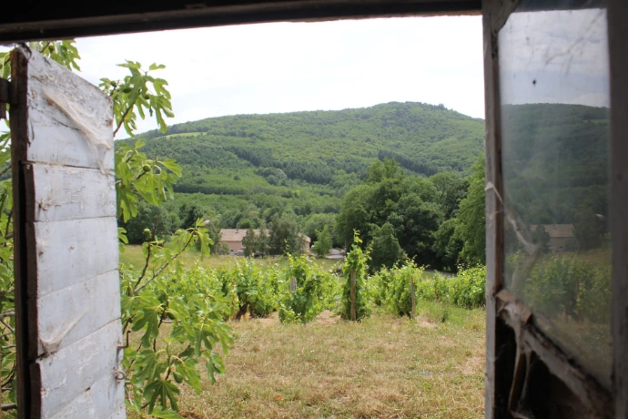 Les vignes du Domaine