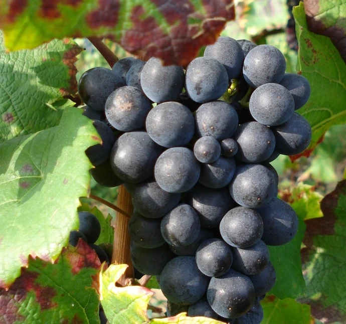 grappe de Gamay