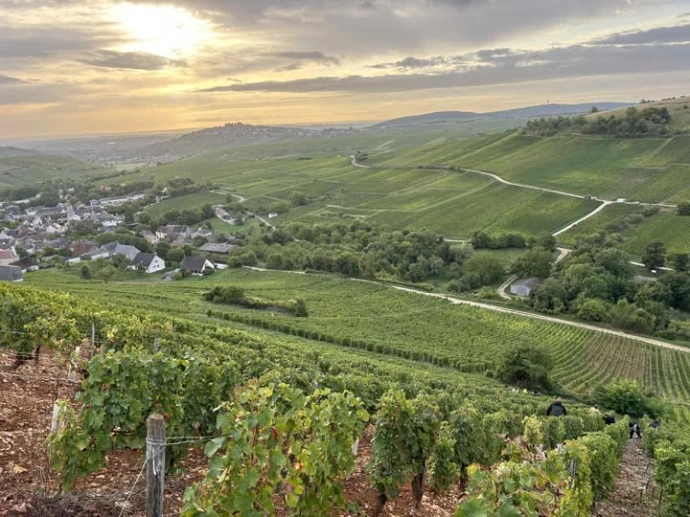 vignes escarpées et pentues sur Chavignol.