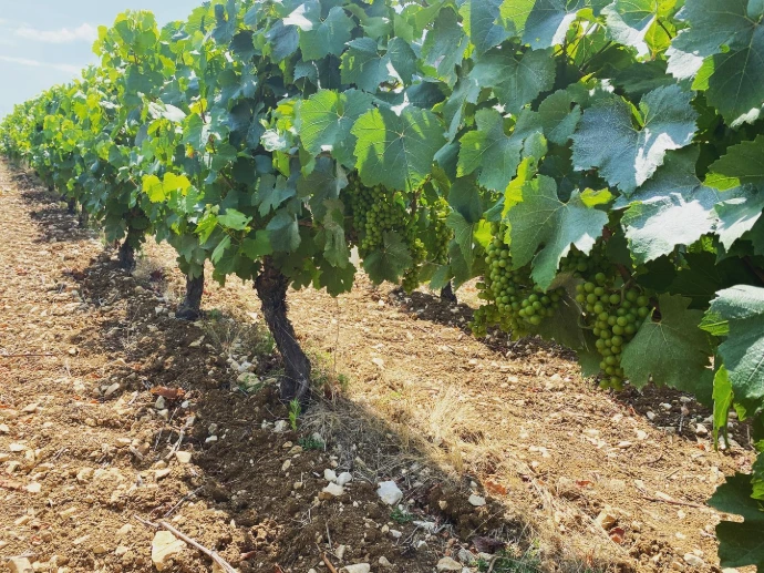 vignes de sauvignon blanc